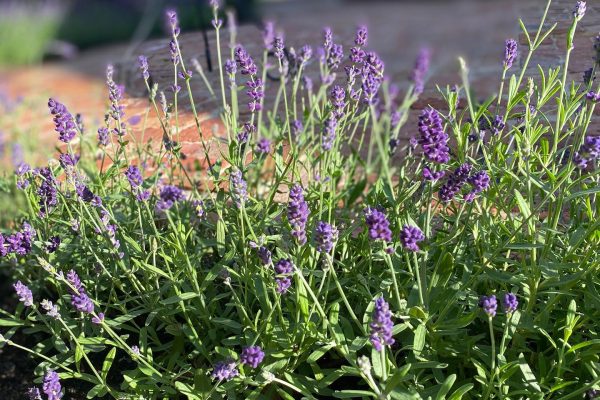 Landscape Design Knutsford