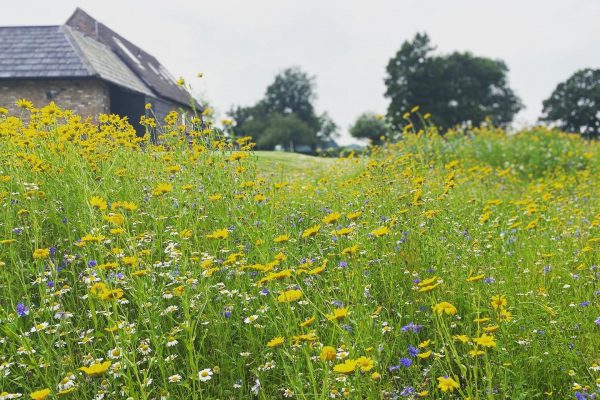 Garden Designer Knutsford