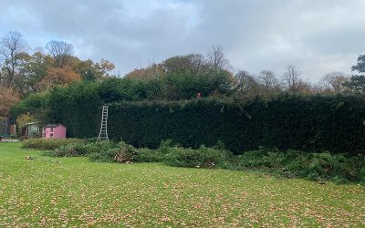 Winter Garden Maintenance: Preparing for Spring