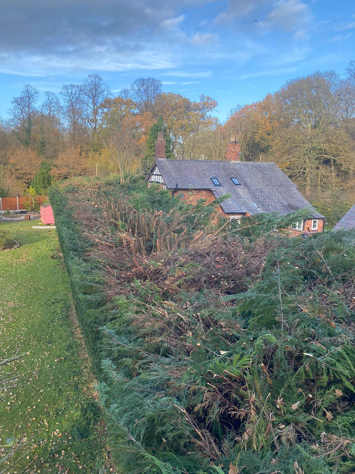 Tree Surgeon Cheshire