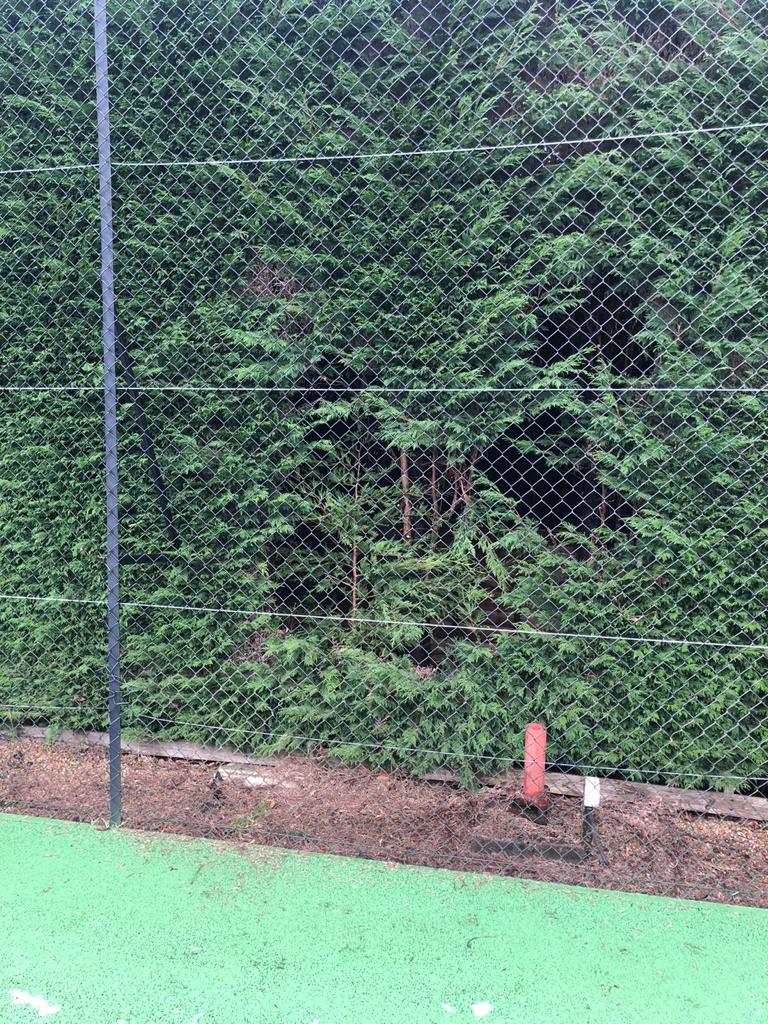 Commercial Tree Works Knutsford