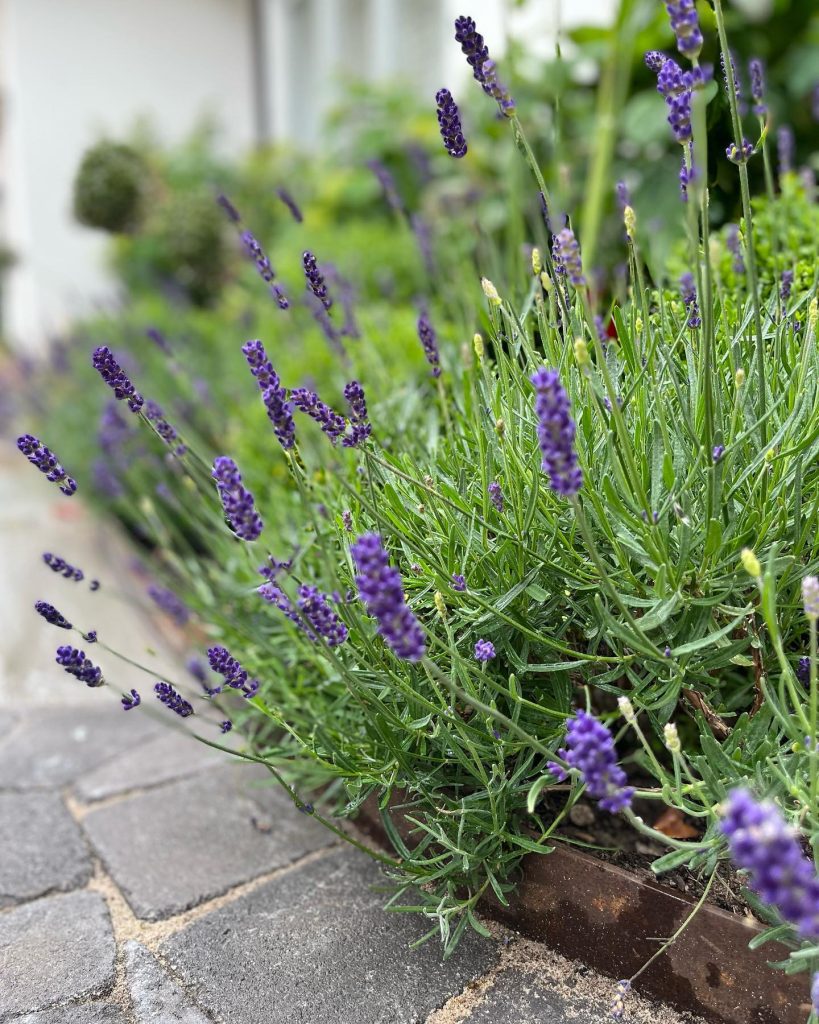 Planting Macclesfield