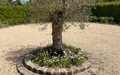 Garden Design Alderley Edge