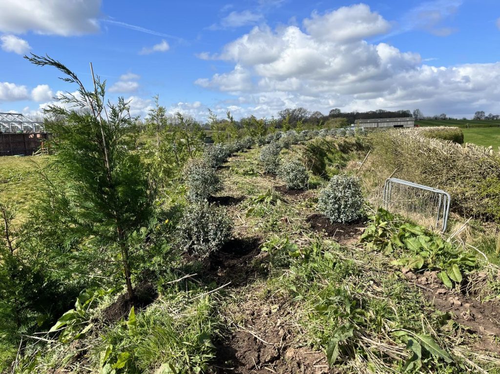 Tree Surgeons Knutsford