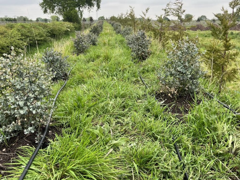 Tree Workers Knutsford