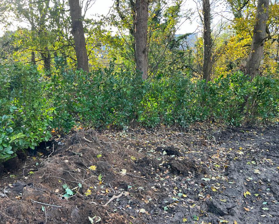 Hedge Laying Knutsford