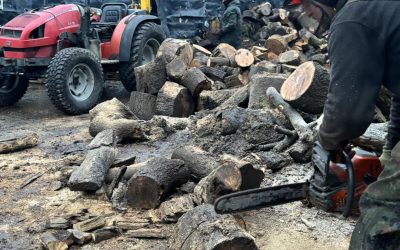 Tree Surgeon Altrincham