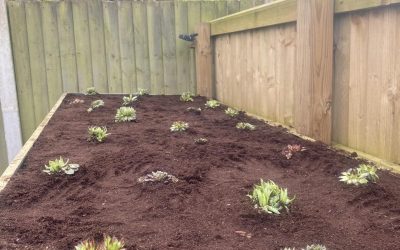 Transform Your Home with a Living Green Roof in Cheshire